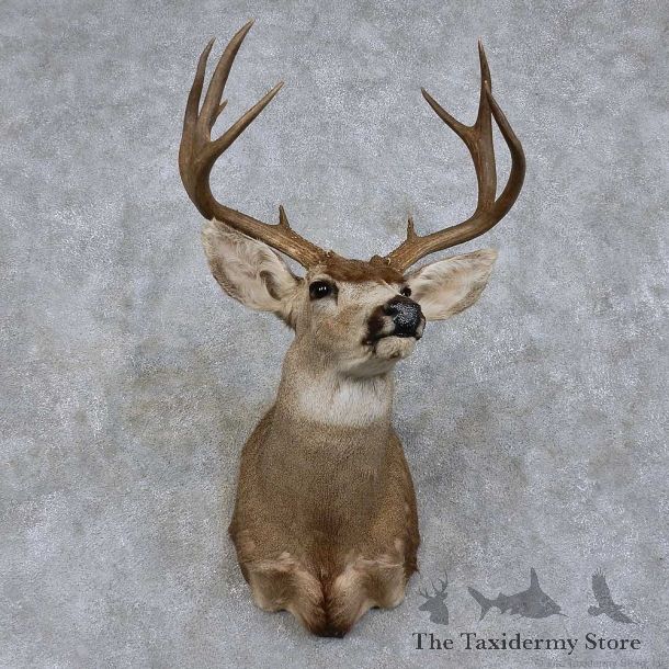 Mule Deer Shoulder Mount For Sale #15747 @ The Taxidermy Store