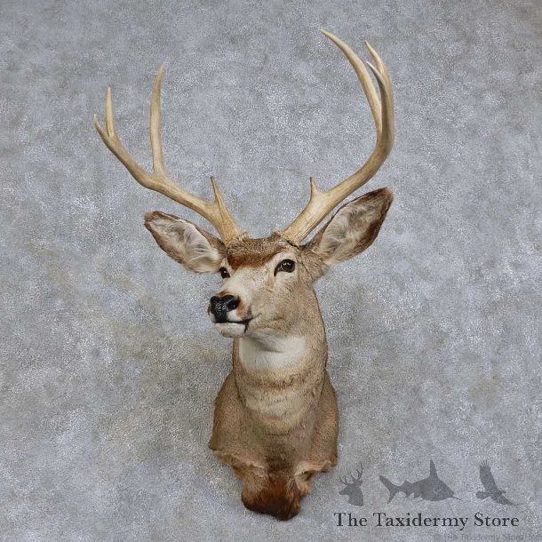 Mule Deer Shoulder Mount For Sale #15748 @ The Taxidermy Store