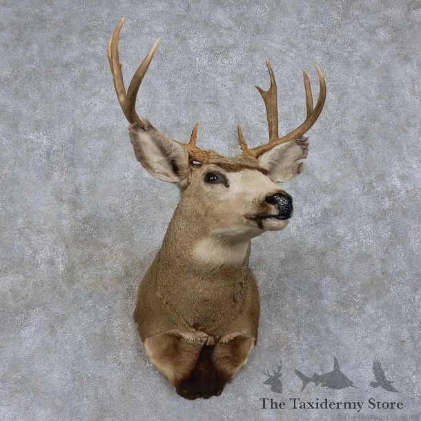 Mule Deer Shoulder Mount For Sale #15749 @ The Taxidermy Store