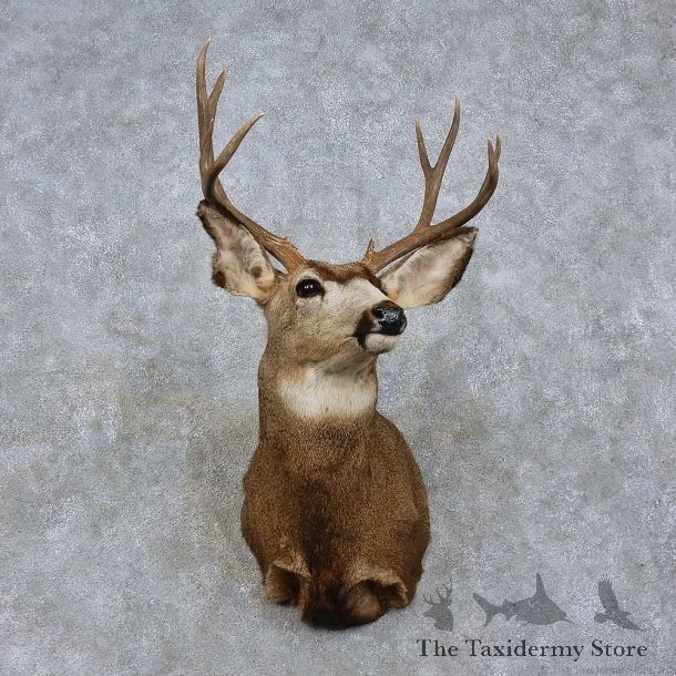 Mule Deer Shoulder Mount For Sale #15757 @ The Taxidermy Store