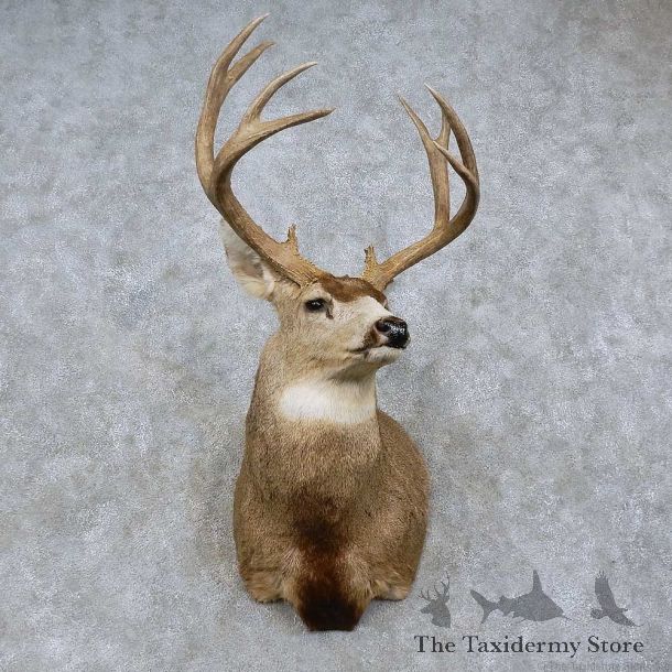 Mule Deer Shoulder Mount For Sale #15759 @ The Taxidermy Store