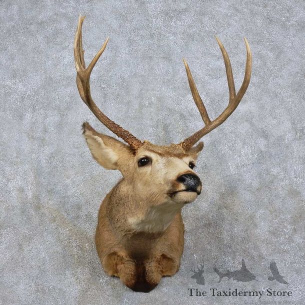 Mule Deer Shoulder Mount For Sale #15760 @ The Taxidermy Store