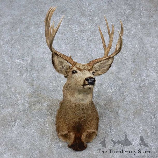 Mule Deer Shoulder Mount For Sale #15761 @ The Taxidermy Store