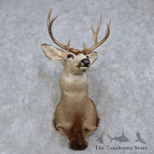 Mule Deer Shoulder Mount For Sale #15762 @ The Taxidermy Store