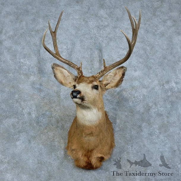 Whitetail Deer Shoulder Mount For Sale #15784 @ The Taxidermy Store