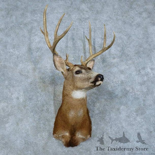 Mule Deer Shoulder Mount For Sale #15787 @ The Taxidermy Store