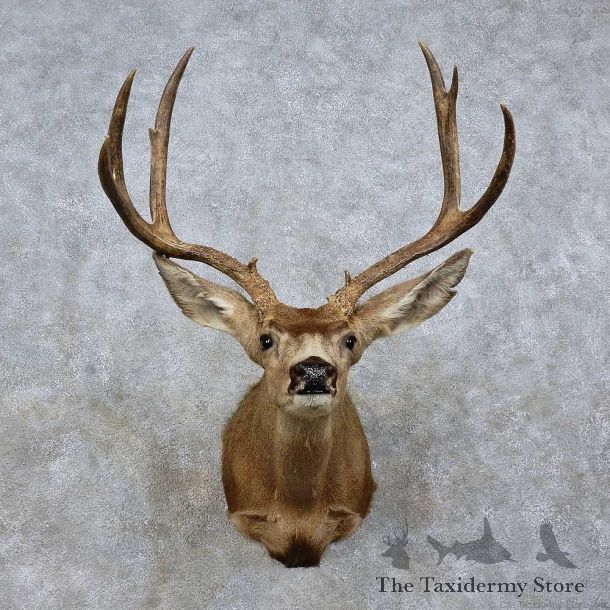 Mule Deer Shoulder Mount For Sale #15802 @ The Taxidermy Store