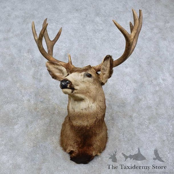 Mule Deer Taxidermy Shoulder Mount For Sale #15803 @ The Taxidermy Store