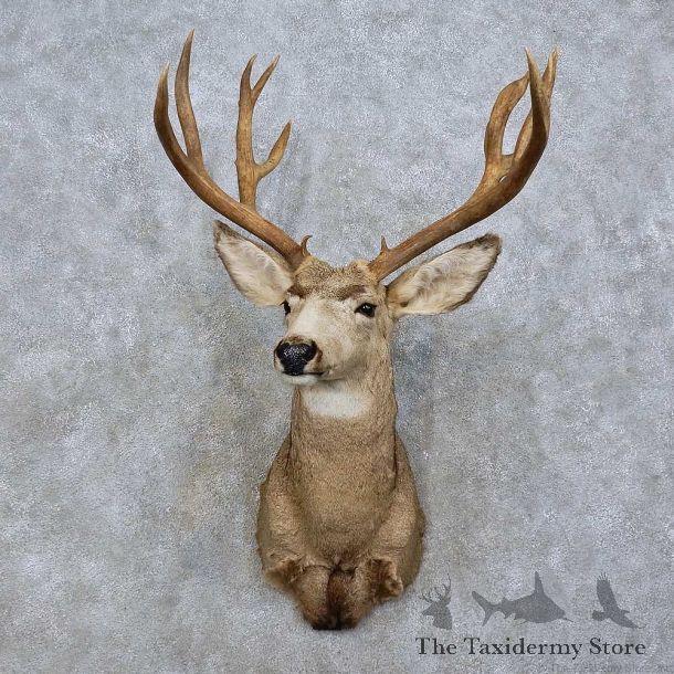 Mule Deer Taxidermy Shoulder Mount For Sale #15805 @ The Taxidermy Store