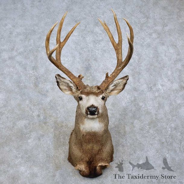 Mule Deer Taxidermy Shoulder Mount For Sale #15807 @ The Taxidermy Store