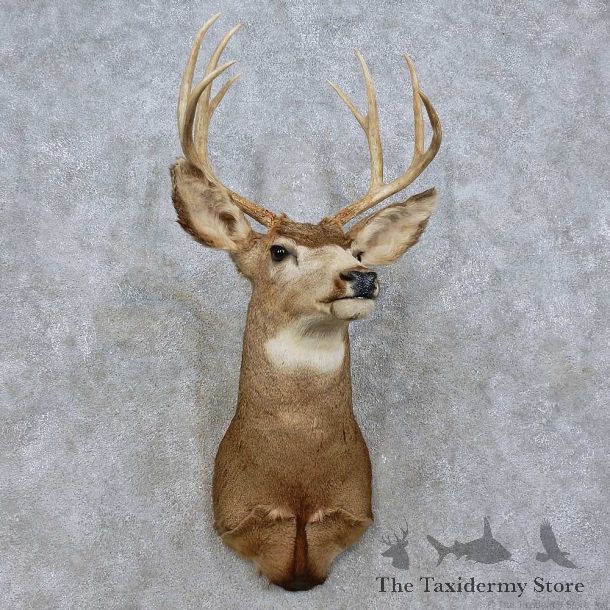 Mule Deer Taxidermy Shoulder Mount For Sale #15808 @ The Taxidermy Store