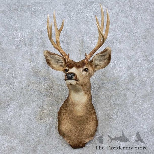 Mule Deer Taxidermy Shoulder Mount For Sale #15809 @ The Taxidermy Store