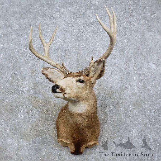Mule Deer Taxidermy Shoulder Mount For Sale #15811 @ The Taxidermy Store