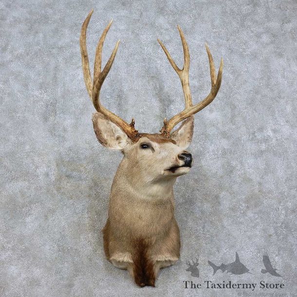 Mule Deer Shoulder Mount For Sale #15837 @ The Taxidermy Store
