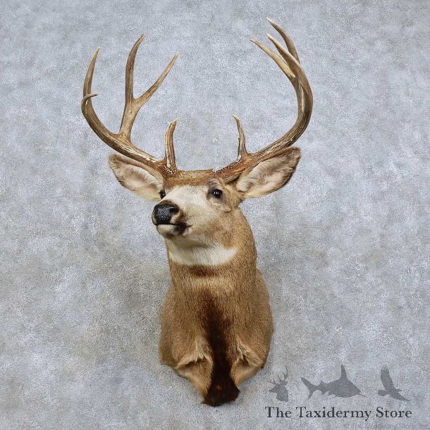 Mule Deer Shoulder Mount For Sale #15840 @ The Taxidermy Store