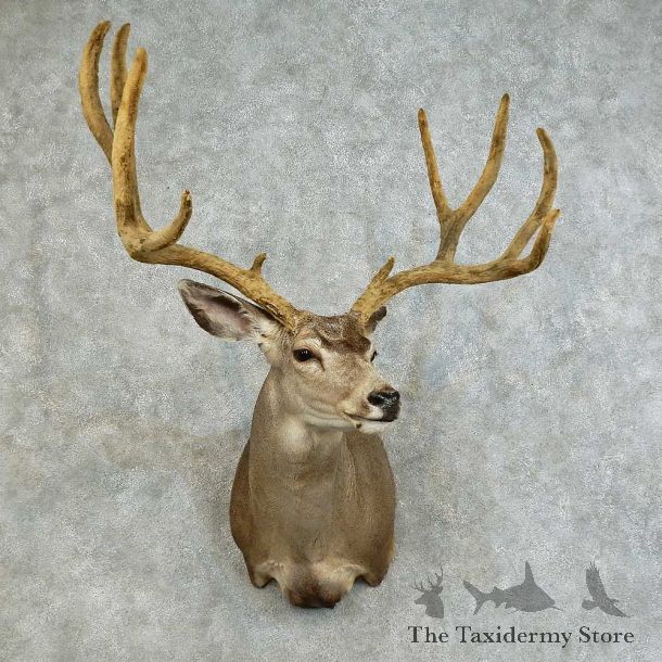 Mule Deer Shoulder Mount For Sale #16118 @ The Taxidermy Store