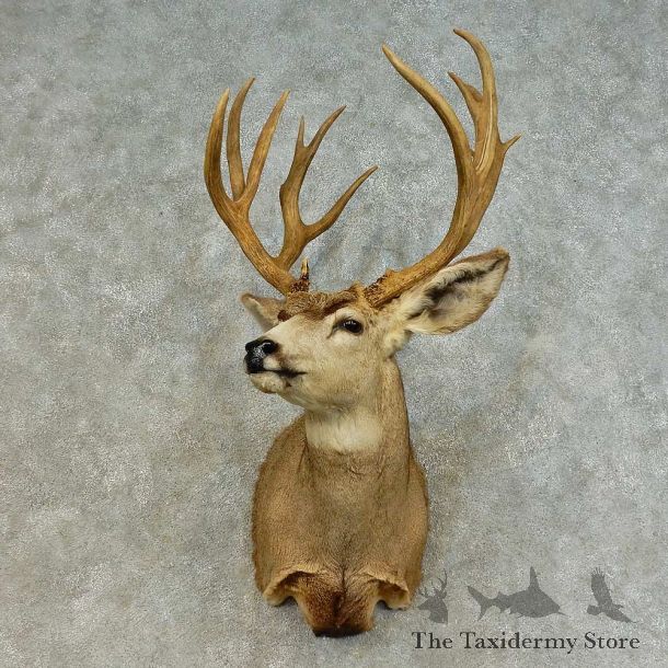 Mule Deer Shoulder Mount For Sale #16393 @ The Taxidermy Store