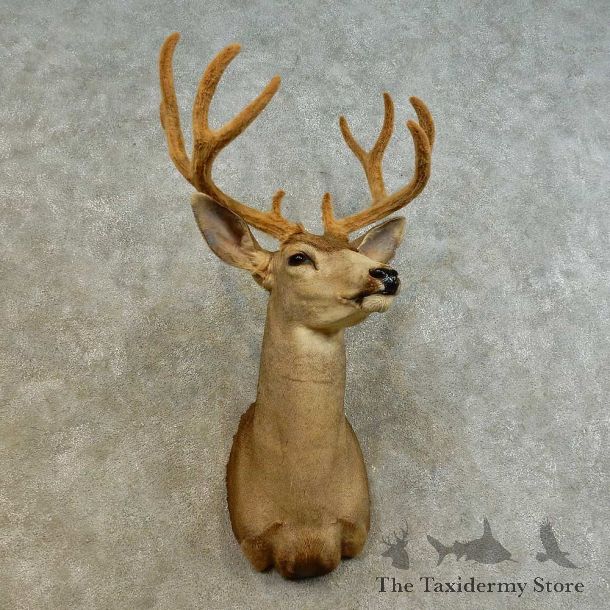 Mule Deer Shoulder Mount For Sale #16531 @ The Taxidermy Store