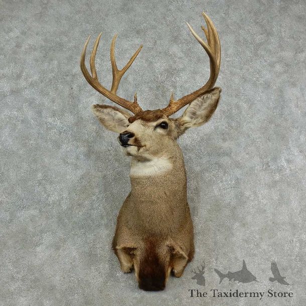 Mule Deer Shoulder Mount For Sale #16977 @ The Taxidermy Store