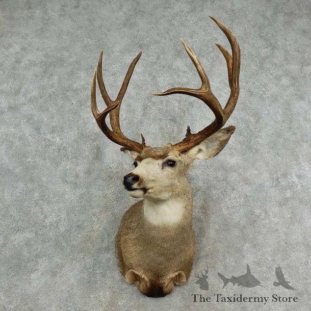 Mule Deer Shoulder Mount For Sale #16980 @ The Taxidermy Store
