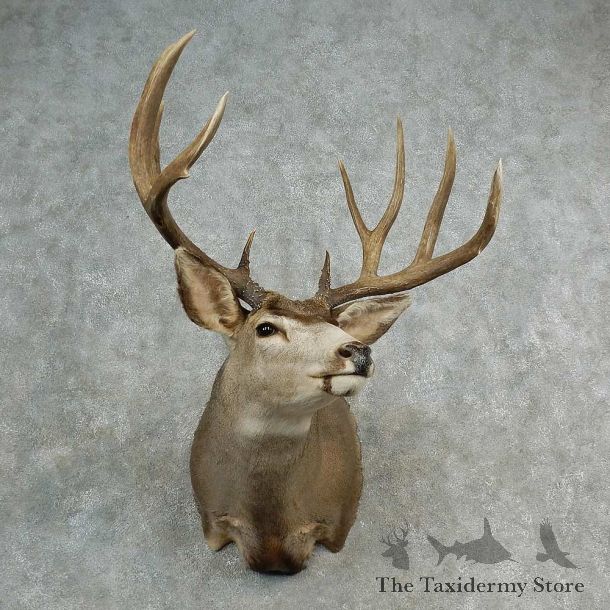Mule Deer Shoulder Mount For Sale #17005 @ The Taxidermy Store