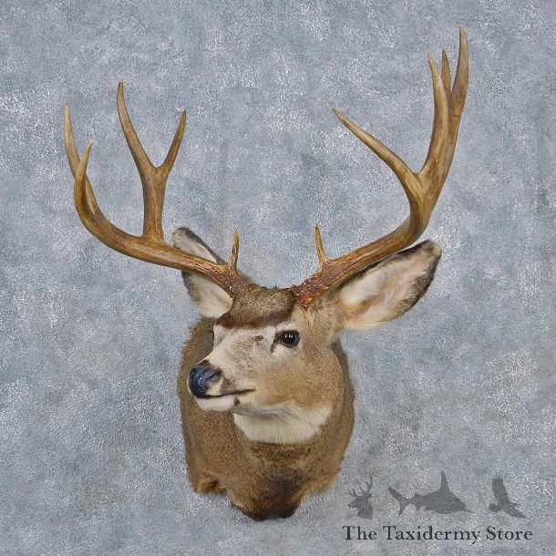 Mule Deer Shoulder Taxidermy Head Mount #12556 For Sale @ The Taxidermy Store