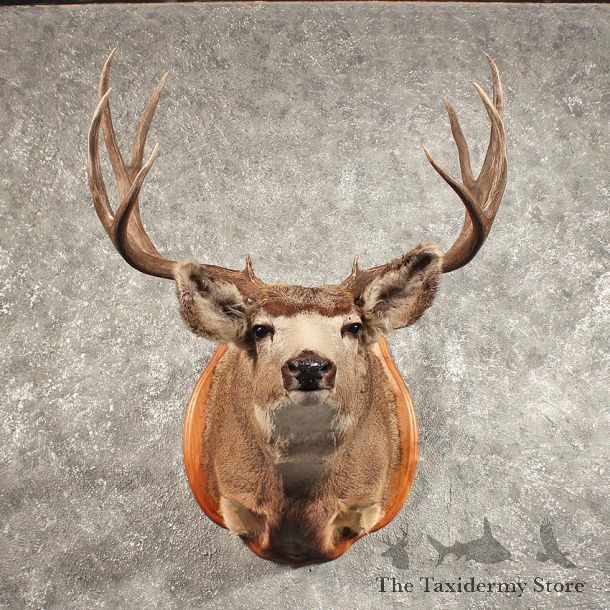 Mule Deer Shoulder Mount #11448 - For Sale - The Taxidermy Store