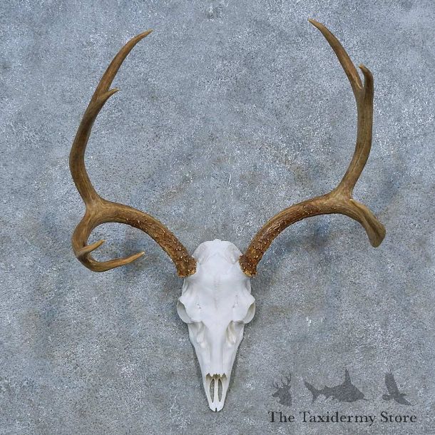 Mule Deer Skull Antler European Mount For Sale #15271 @ The Taxidermy Store