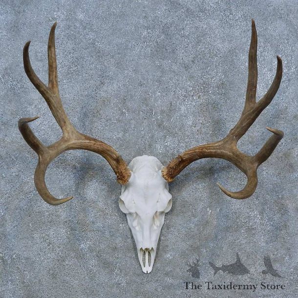 Mule Deer Skull Antler European Mount For Sale #15272 @ The Taxidermy Store