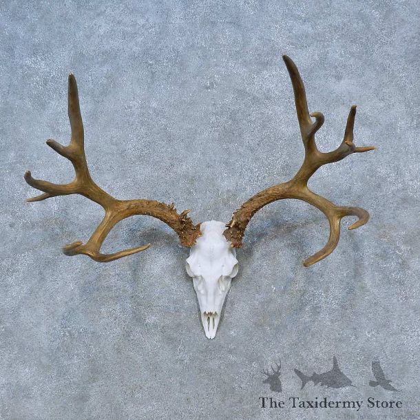 Mule Deer Skull Antler European Mount For Sale #15313 @ The Taxidermy Store