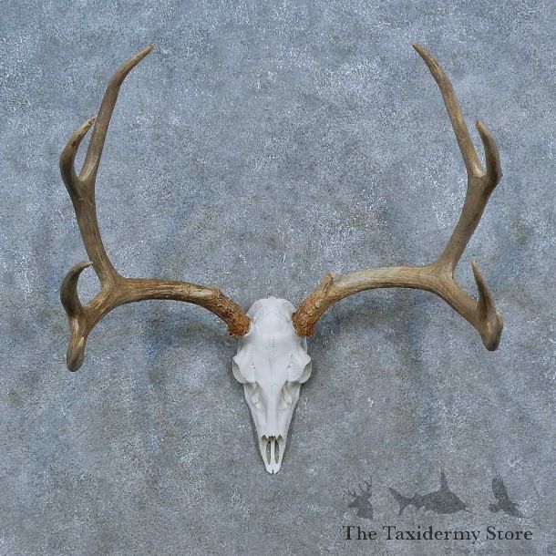 Whitetail Deer Antler Plaque Mount For Sale #15436 @ The Taxidermy Store
