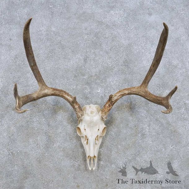 Mule Deer Skull Antler European Mount For Sale #14279 @ The Taxidermy Store