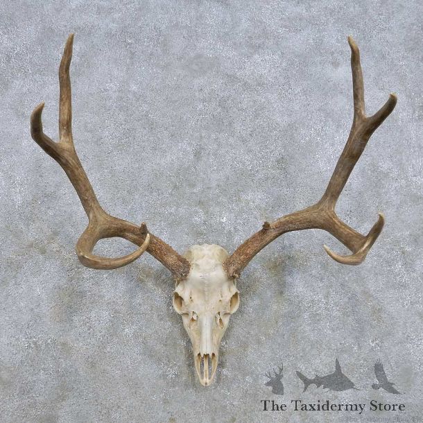 Mule Deer Skull Antler European Mount For Sale #14281 @ The Taxidermy Store