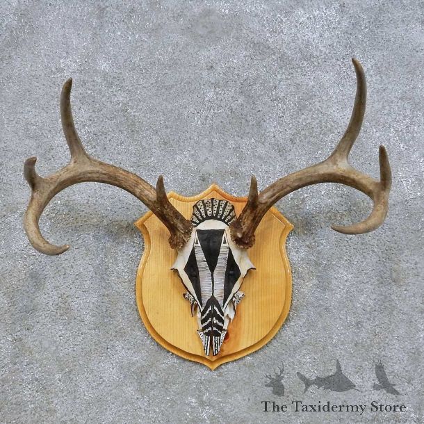 Mule Deer Skull European Mount For Sale #14660 @ The Taxidermy Store