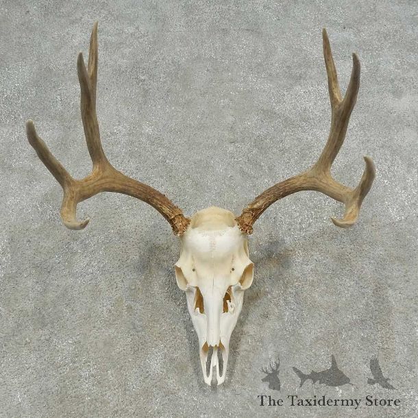 Mule Deer Skull European Mount For Sale #16620 @ The Taxidermy Store