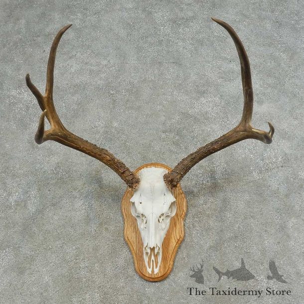Mule Deer Skull European Mount For Sale #16625 @ The Taxidermy Store