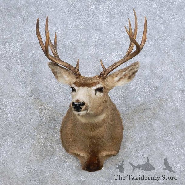 Mule Deer Shoulder Mount For Sale #14070 @ The Taxidermy Store