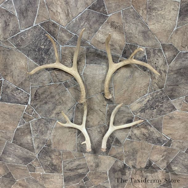 Mule Deer Antler Craft Pack For Sale #21826 @ The Taxidermy Store