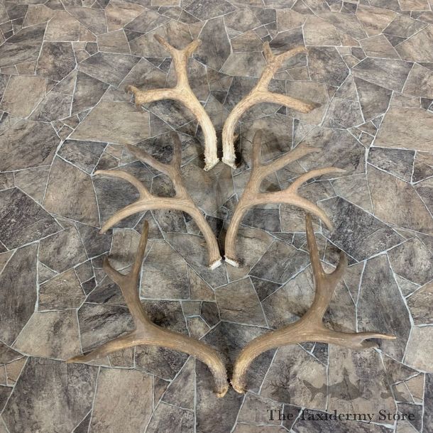 Mule Deer Antler Craft Pack For Sale #21829 @ The Taxidermy Store