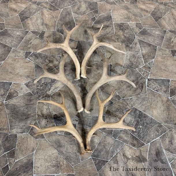 Mule Deer Antler Craft Pack For Sale #21830 @ The Taxidermy Store