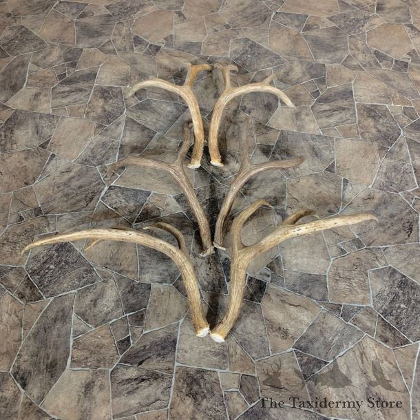 Mule Deer Antler Craft Pack For Sale #21831 @ The Taxidermy Store