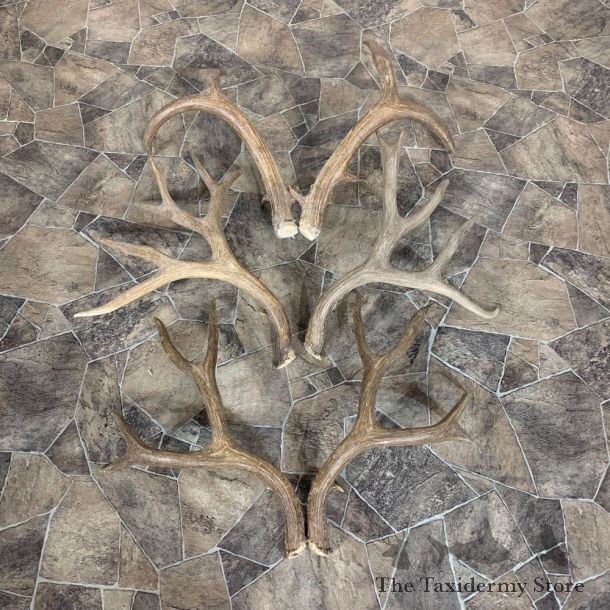 Mule Deer Antler Craft Pack For Sale #21833 @ The Taxidermy Store