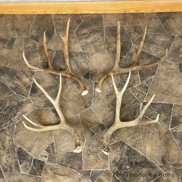 Mule Deer Antler Craft Pack For Sale #25103 @ The Taxidermy Store