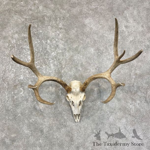 Mule Deer Taxidermy Skull Antler Mount #25677 For Sale @ The Taxidermy Store