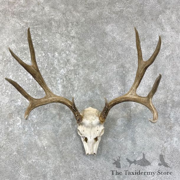 Mule Deer Taxidermy Skull Antler Mount #25678 For Sale @ The Taxidermy Store