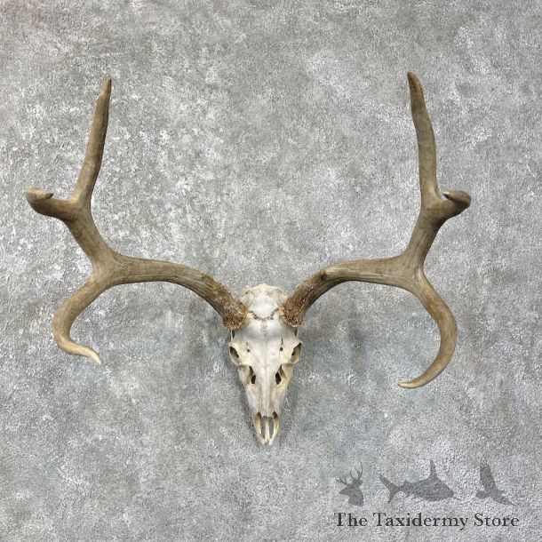 Mule Deer Taxidermy Skull Antler Mount #25679 For Sale @ The Taxidermy Store