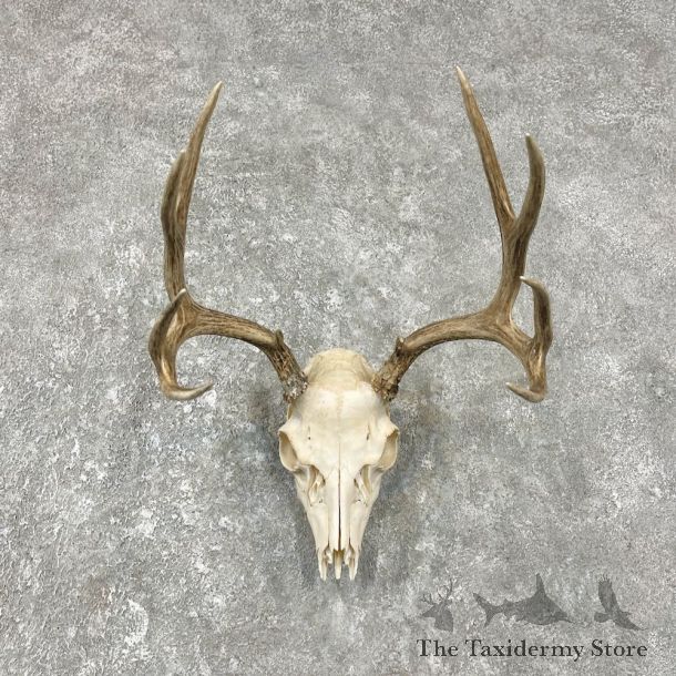 Mule Deer Taxidermy Skull Antler Mount #25913 For Sale @ The Taxidermy Store