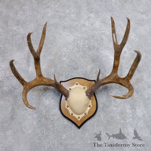 Mule Deer Taxidermy Antler Plaque #18705 For Sale @ The Taxidermy Store