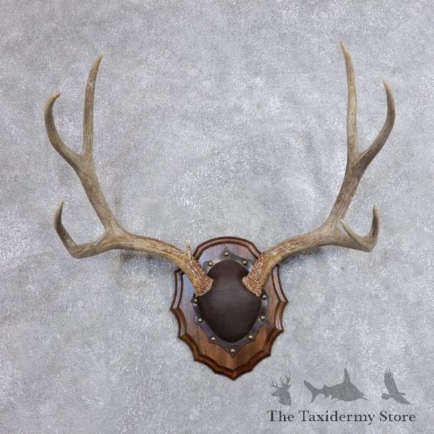 Mule Deer Taxidermy European Antler Plaque #18706 For Sale @ The Taxidermy Store