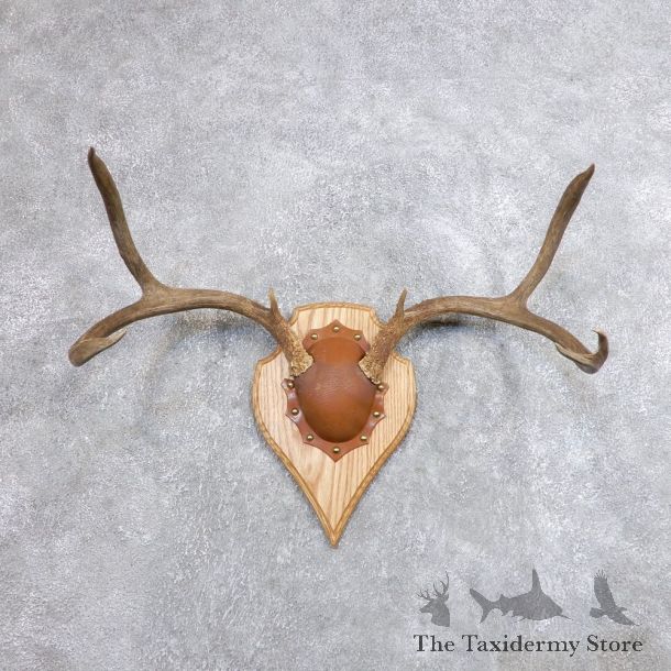 Mule Deer Taxidermy European Antler Plaque #18707 For Sale @ The Taxidermy Store